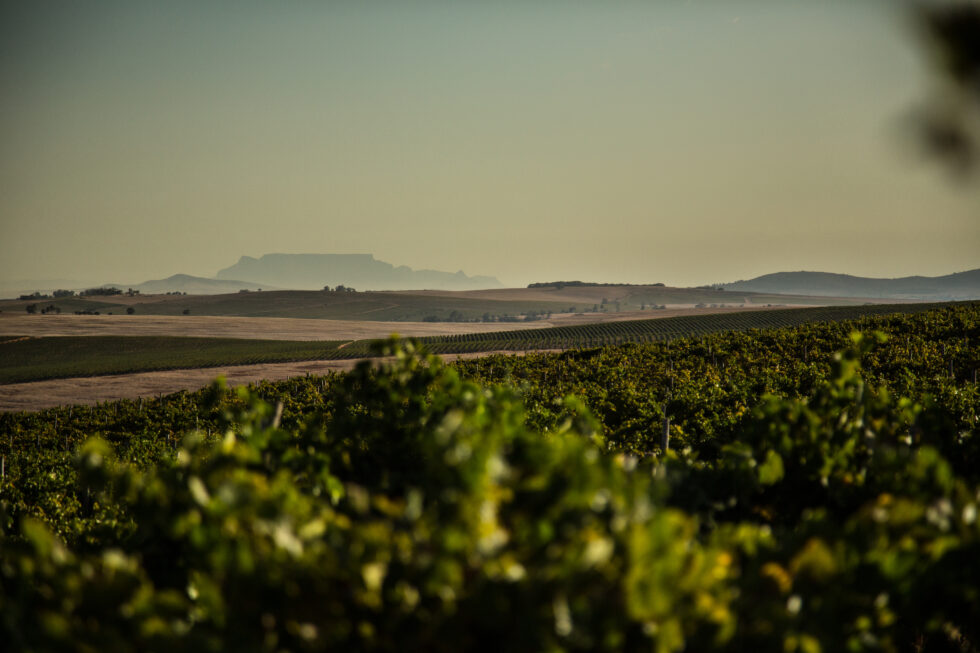 Besides Swartland Survivor sources from Stellenbosch, Elgin and Trudeau. 